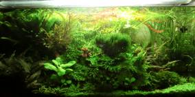 Orrik's AQ 80x40x40 2013 - Flowgrow Aquascape/Aquarien-Datenbank