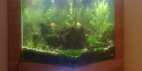 Panda´s Hobbingen - Flowgrow Aquascape/Aquarien-Datenbank