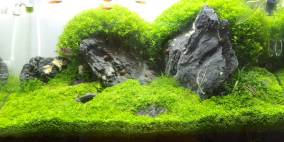 Paskai Mountain - Flowgrow Aquascape/Aquarien-Datenbank