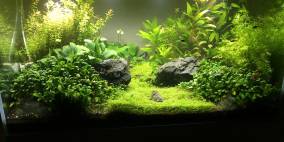 Path to Tongshanjiabu - Flowgrow Aquascape/Aquarien-Datenbank