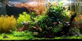 Pflanzeninsel - Flowgrow Aquascape/Aquarien-Datenbank