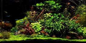 Pflanzenwelt - Flowgrow Aquascape/Aquarien-Datenbank