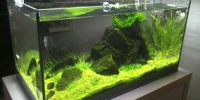 Philosophers Stone - Flowgrow Aquascape/Aquarien-Datenbank