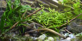 Piece of Nature - Flowgrow Aquascape/Aquarien-Datenbank