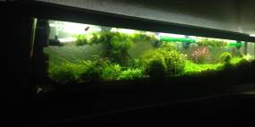 Pipeline - Flowgrow Aquascape/Aquarien-Datenbank