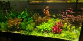 Plant's Paradise - Flowgrow Aquascape/Aquarien-Datenbank