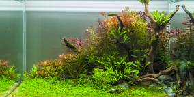 Pop Art - Flowgrow Aquascape/Aquarien-Datenbank