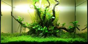 Poseidons crown - Flowgrow Aquascape/Aquarien-Datenbank