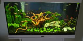 Primäres Aquarium Rio 125 - Flowgrow Aquascape/Aquarien-Datenbank