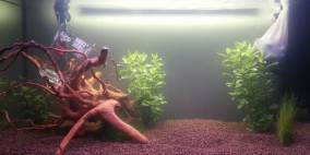 primus experimentum - Flowgrow Aquascape/Aquarien-Datenbank