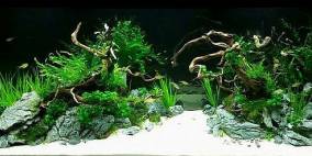 project three - Flowgrow Aquascape/Aquarien-Datenbank