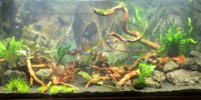 Proud of South America 160 - Flowgrow Aquascape/Aquarien-Datenbank