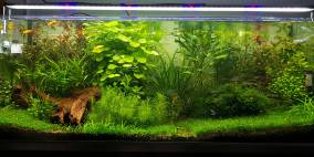 Proxima 325 - Flowgrow Aquascape/Aquarien-Datenbank