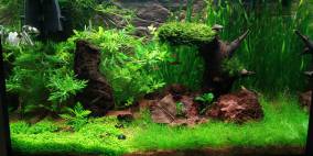 Proxima175 - Flowgrow Aquascape/Aquarien-Datenbank