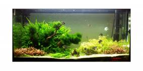 Pteropus' Island - Flowgrow Aquascape/Aquarien-Datenbank