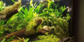 Puddletime - Flowgrow Aquascape/Aquarien-Datenbank