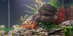 Ragged Rocks - Flowgrow Aquascape/Aquarien-Datenbank