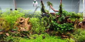 Rainforest - Flowgrow Aquascape/Aquarien-Datenbank