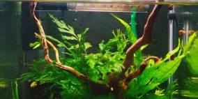  - Flowgrow Aquascape/Aquarien-Datenbank