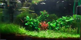 red star lost in the green - Flowgrow Aquascape/Aquarien-Datenbank