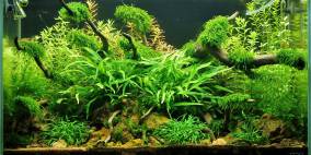 Red Sun - Green Veins - Flowgrow Aquascape/Aquarien-Datenbank