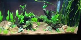 Riesenpfütze - Flowgrow Aquascape/Aquarien-Datenbank