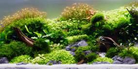 Riff in A major - Flowgrow Aquascape/Aquarien-Datenbank