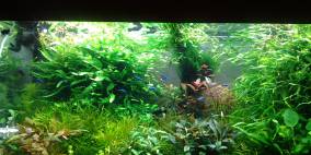 RIO-World - Flowgrow Aquascape/Aquarien-Datenbank