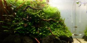 River Island - Flowgrow Aquascape/Aquarien-Datenbank