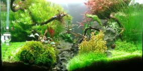 River of bucephalandra - Flowgrow Aquascape/Aquarien-Datenbank