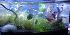 Rocher (oder ähnlich) - Flowgrow Aquascape/Aquarien-Datenbank