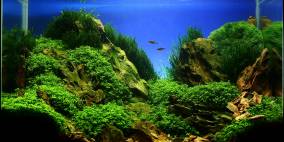 Rocks - Flowgrow Aquascape/Aquarien-Datenbank