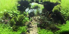 Rocky Garden - Flowgrow Aquascape/Aquarien-Datenbank