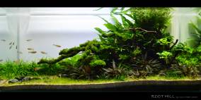 Root Hill - Flowgrow Aquascape/Aquarien-Datenbank