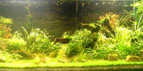 Roots to Branches - Flowgrow Aquascape/Aquarien-Datenbank