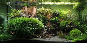 Rote Lava auf dunklem Grund - Flowgrow Aquascape/Aquarien-Datenbank