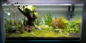 Ruhepol - Flowgrow Aquascape/Aquarien-Datenbank