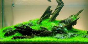 Sailing - Flowgrow Aquascape/Aquarien-Datenbank