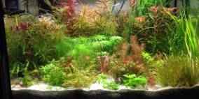 Sammelsurium - Flowgrow Aquascape/Aquarien-Datenbank