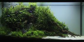 Sansibar - Flowgrow Aquascape/Aquarien-Datenbank