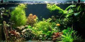 Sansibar of Asia - Flowgrow Aquascape/Aquarien-Datenbank