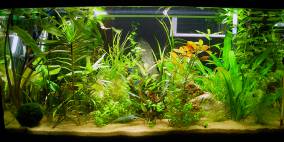 Sanzen°One - Flowgrow Aquascape/Aquarien-Datenbank