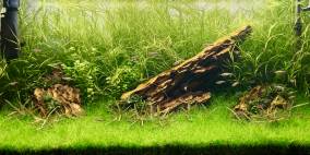 Sanzon Iwagumi - Flowgrow Aquascape/Aquarien-Datenbank