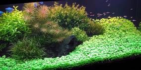 Saphir - Flowgrow Aquascape/Aquarien-Datenbank