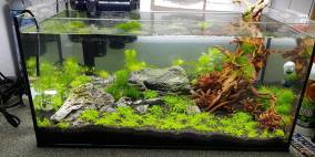 Sarah's erstes Scape - Flowgrow Aquascape/Aquarien-Datenbank