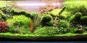 Alle Aquascapes / Aquarien - Flowgrow Aquascape/Aquarien-Datenbank