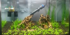 Scapers Dragon - Flowgrow Aquascape/Aquarien-Datenbank