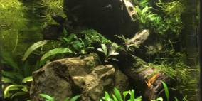 Schneck-Eck - Flowgrow Aquascape/Aquarien-Datenbank