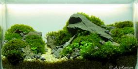 Schrumpfmoment - Flowgrow Aquascape/Aquarien-Datenbank