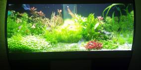 Scubabay - Flowgrow Aquascape/Aquarien-Datenbank